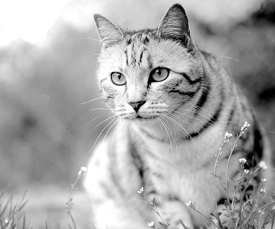 Кот в теплых тонах обои