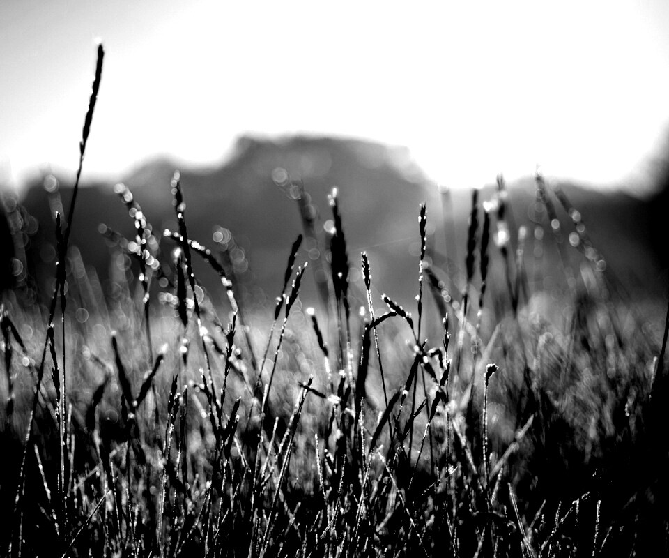 Поле пшеницы обои