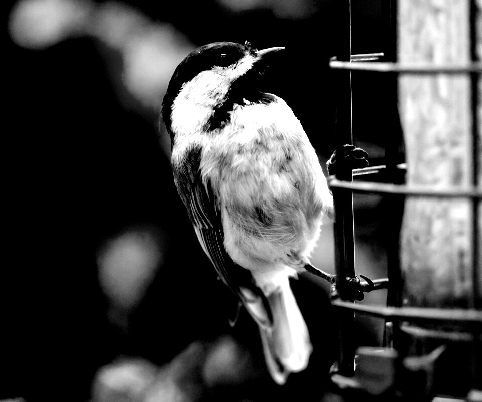 Птичка обои