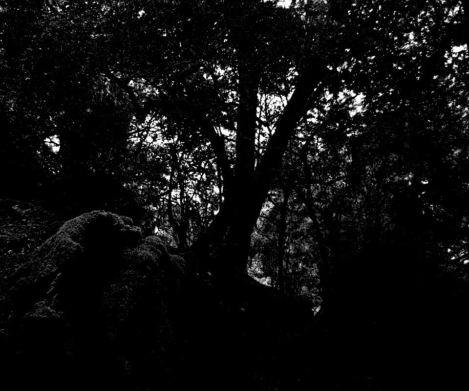 Чаща мшистого леса обои