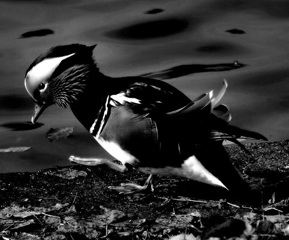 Уточка - мандаринка обои