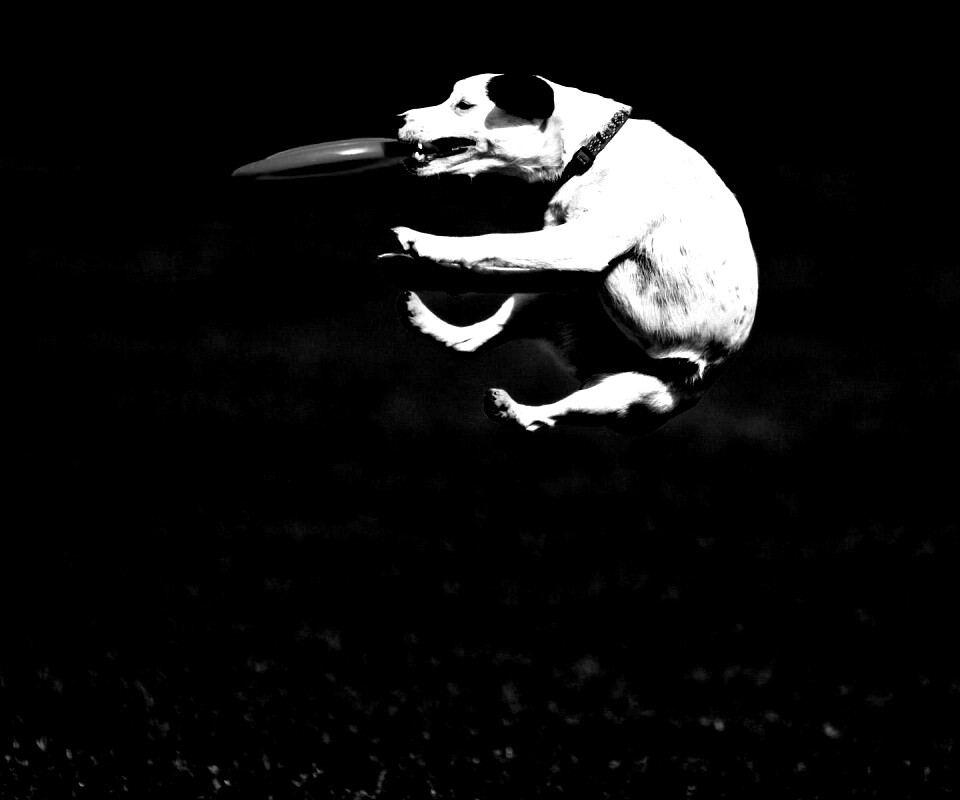 Ловкач обои