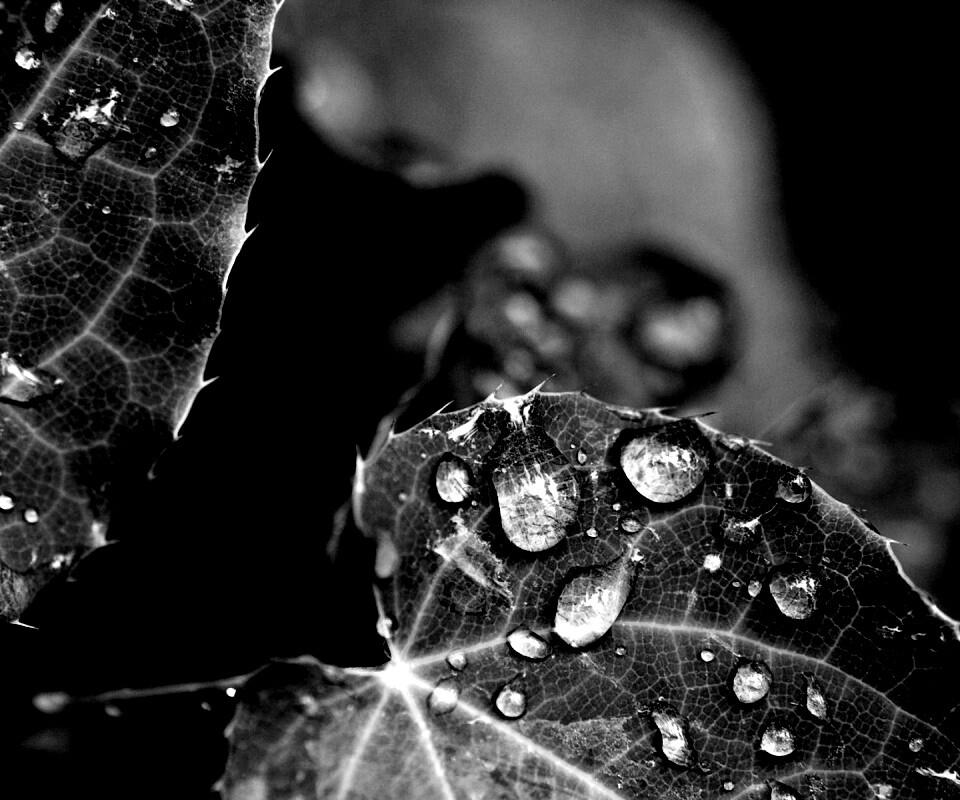 Капельки росы на листьях обои