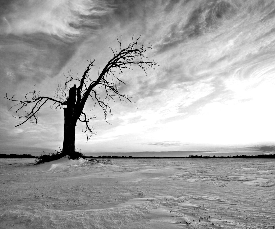 Сломанное дерево в снежной тундре обои