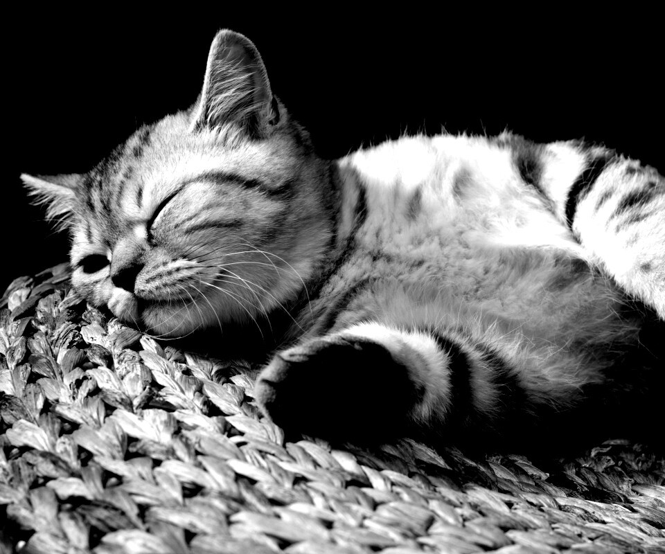 Пушистый кот спит на корзине обои