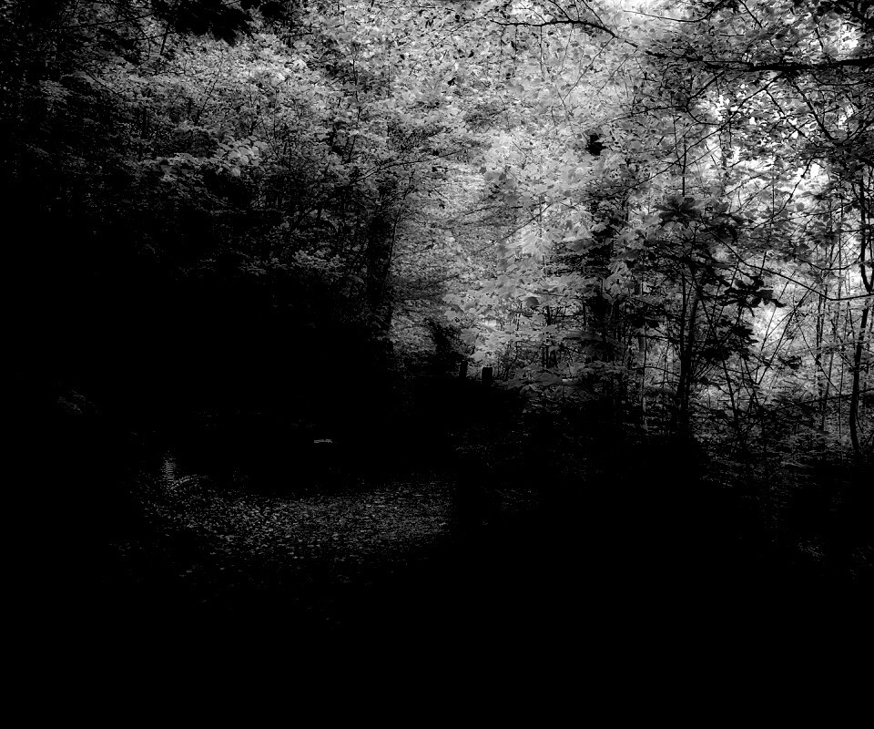 Скамейке в чаще парка обои