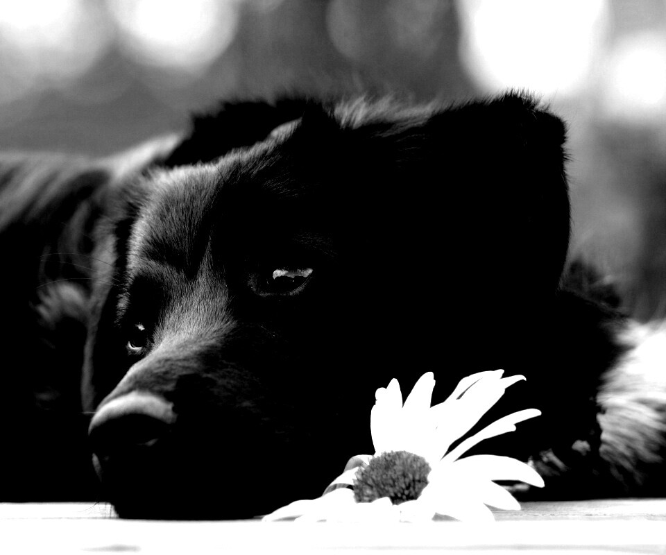 Собака с ромашкой обои