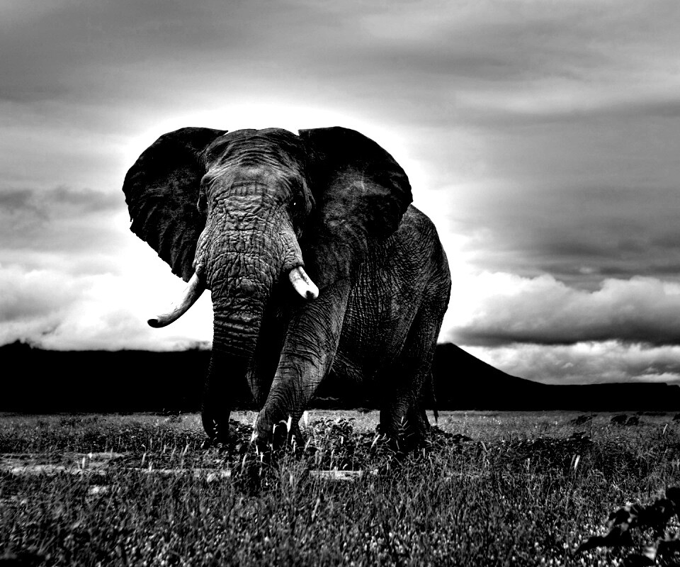 Слон на прогулке обои