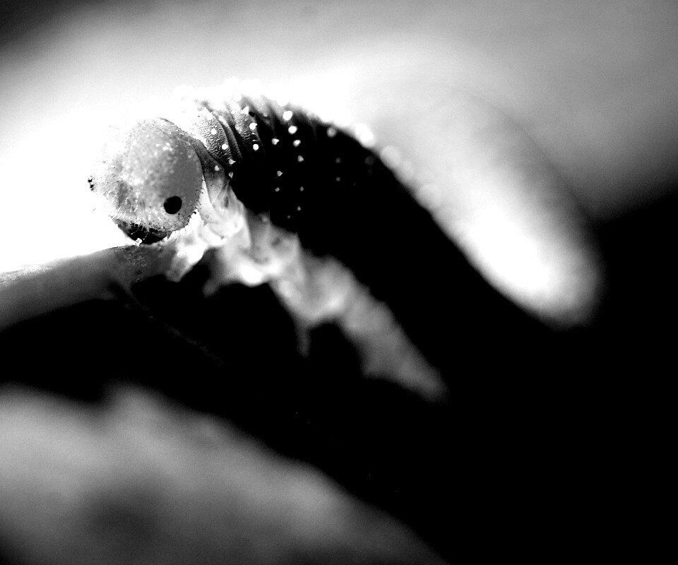 Гусеница бабочки на лепестке обои