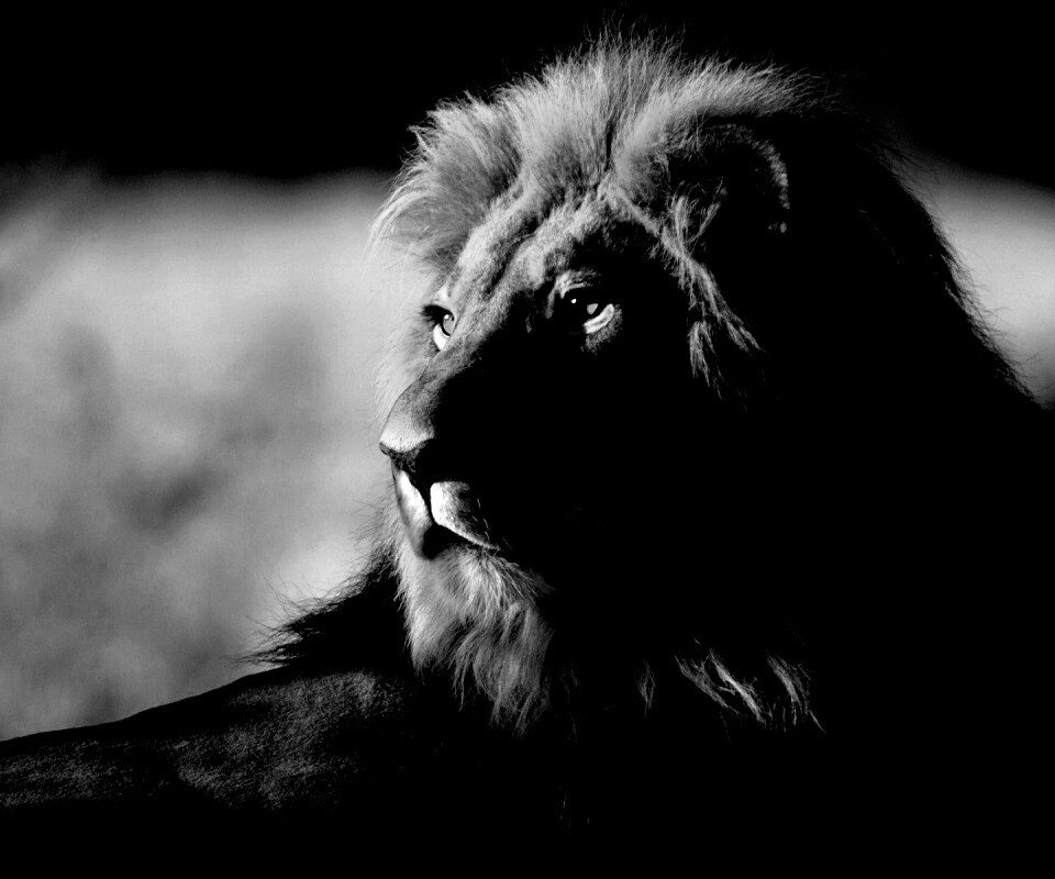 Царь зверей обои