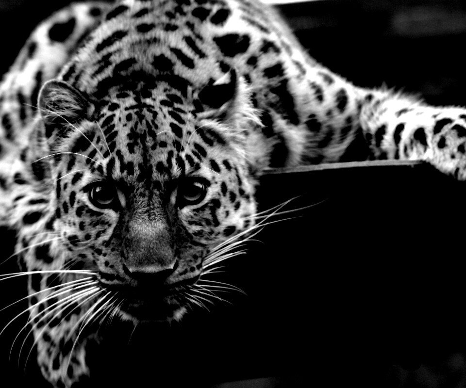 Леопард в зоопарке обои