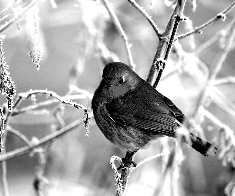 Птичка на ветке обои