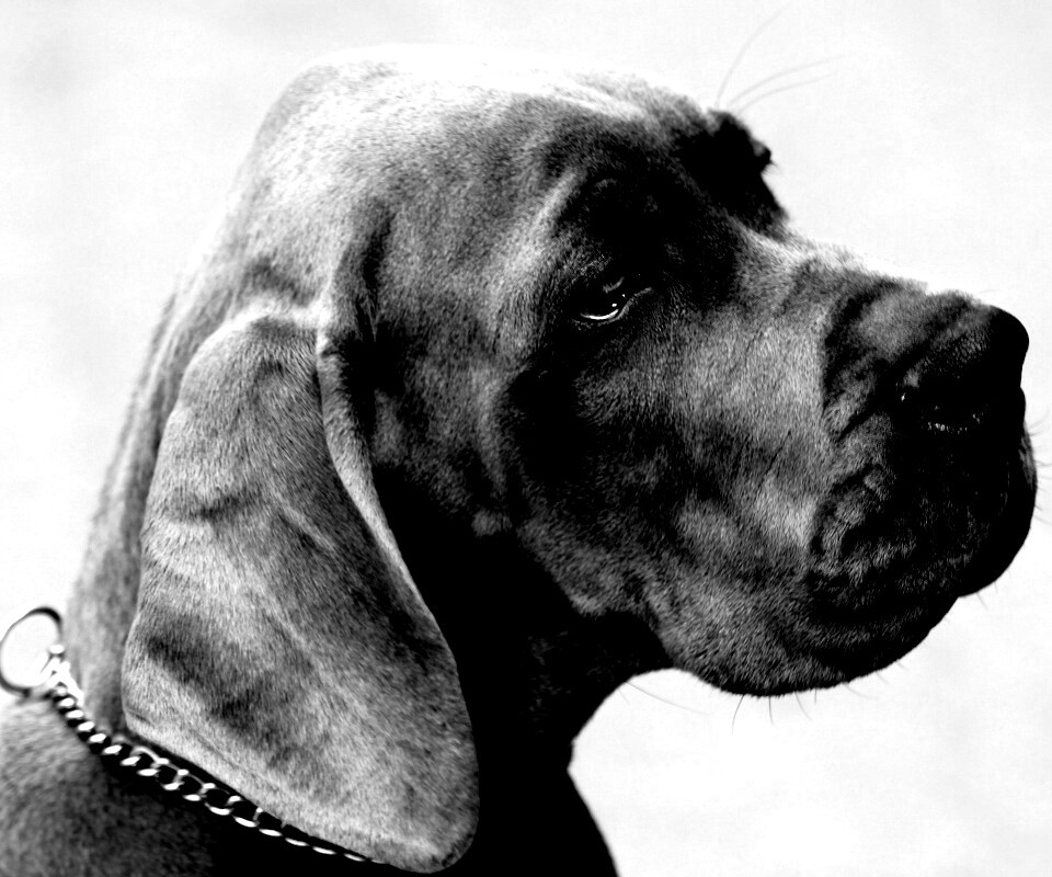 Грустная собака обои