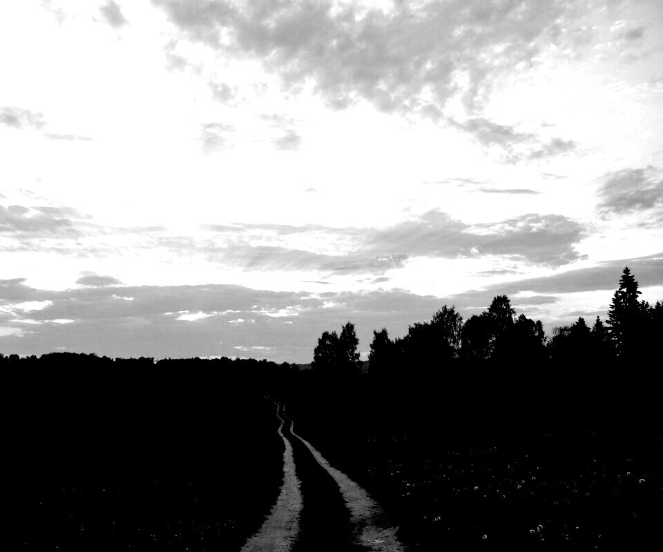 Дорога к лесу обои