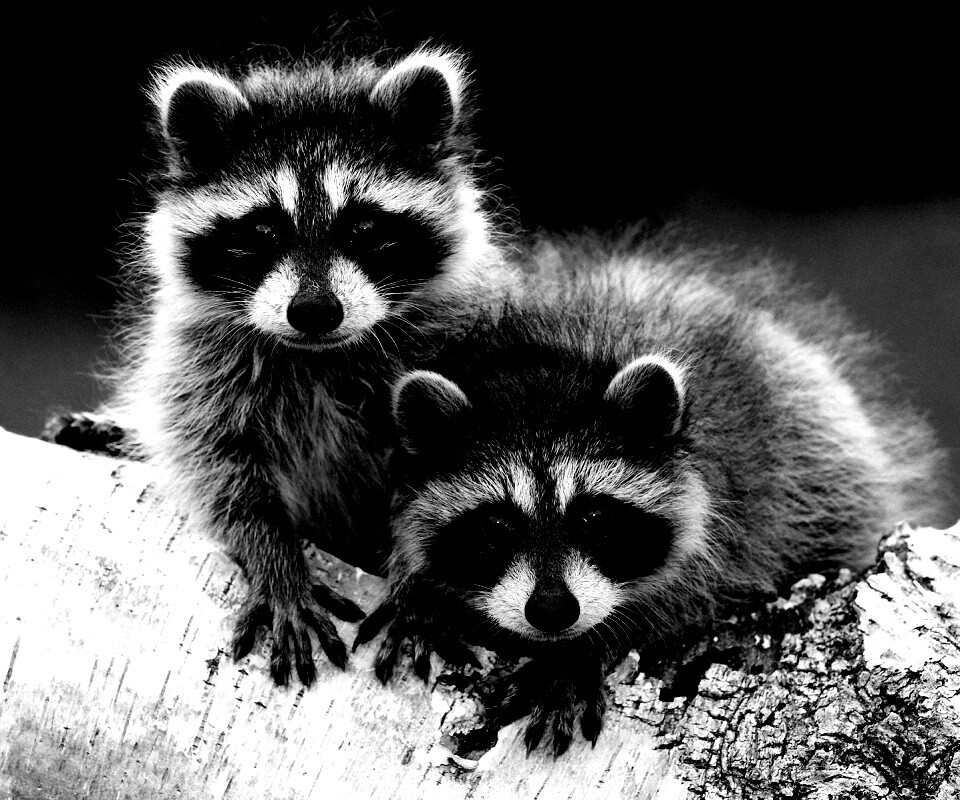 Полосатики обои