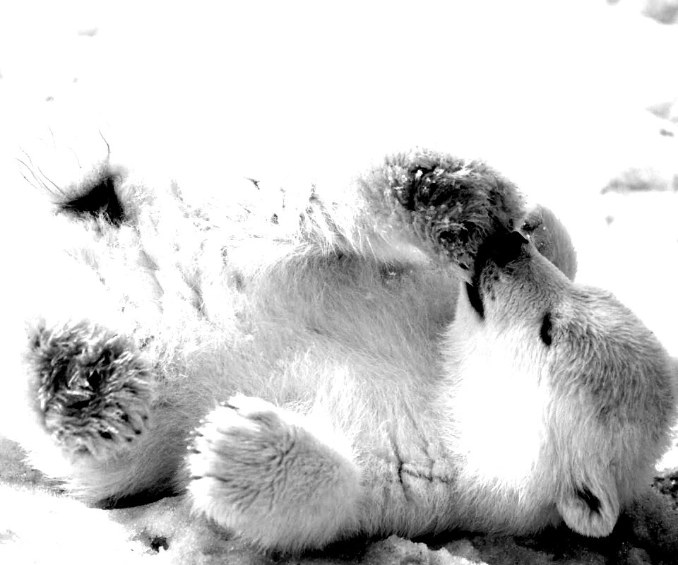 Мишка на севере обои