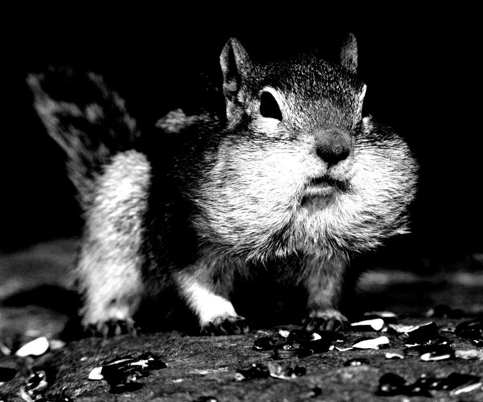 Не жадный, а бережливый обои