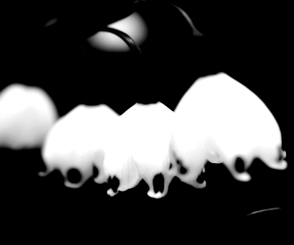 Белые ландыши обои