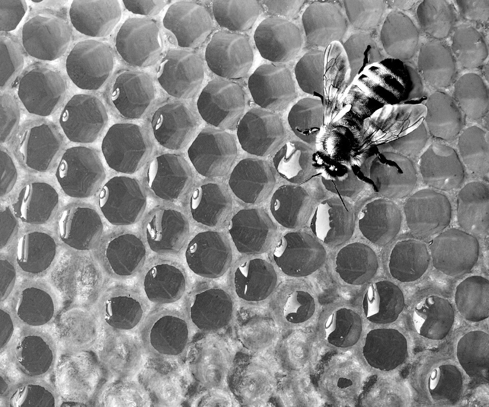 Пчела на сотах с медом обои