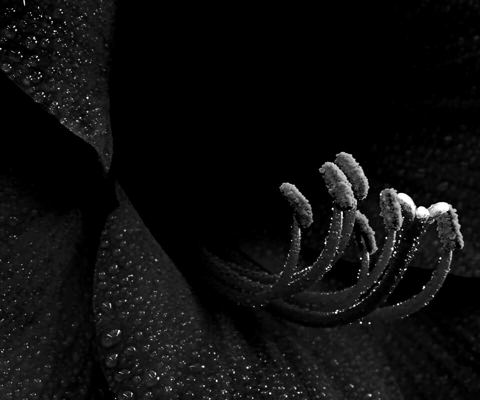 Красная манящая лилия обои