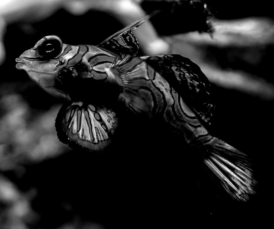 Разноцветная рыбка обои