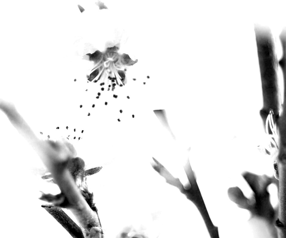 Нежные розовые цветы обои