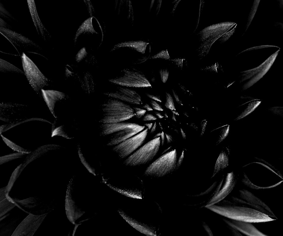 Цветок обои