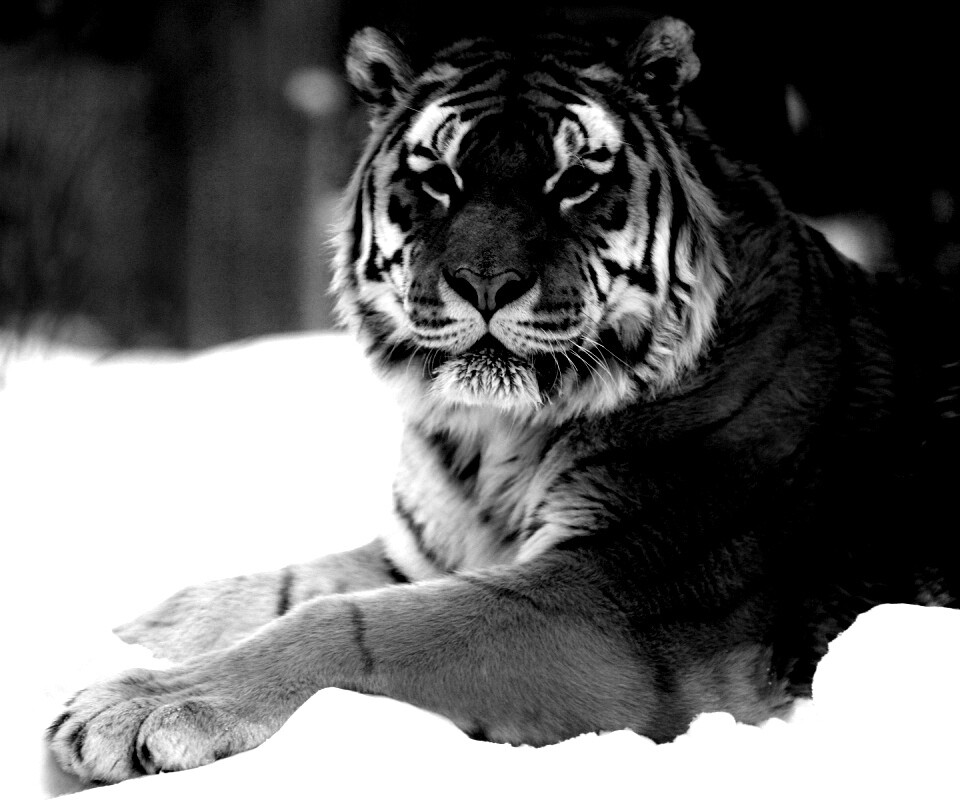 Тигр в снегу обои