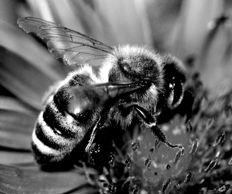 Пчела на цветке обои