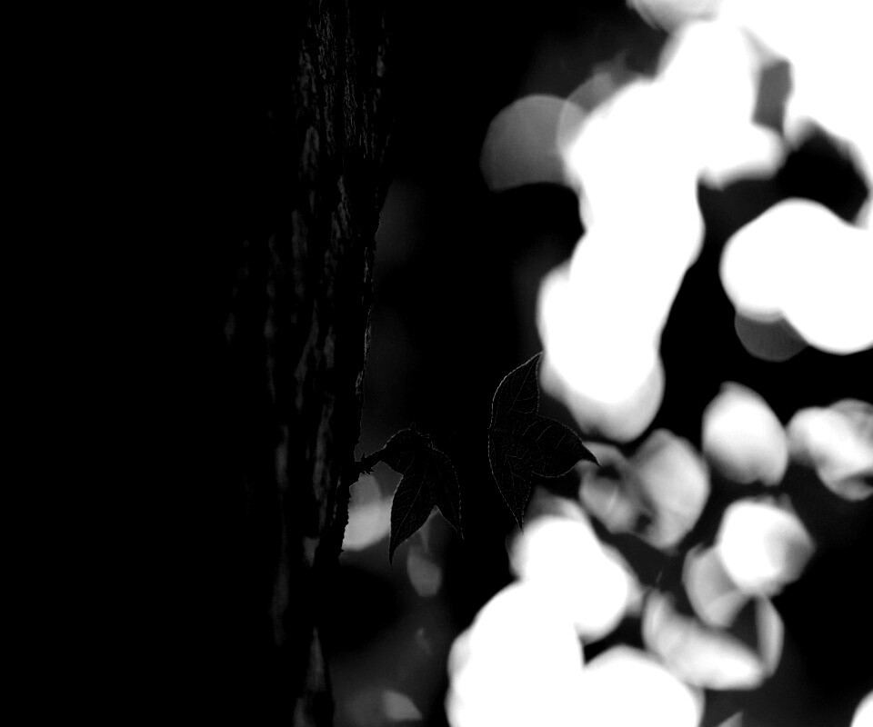 Листок на стволе дерева обои