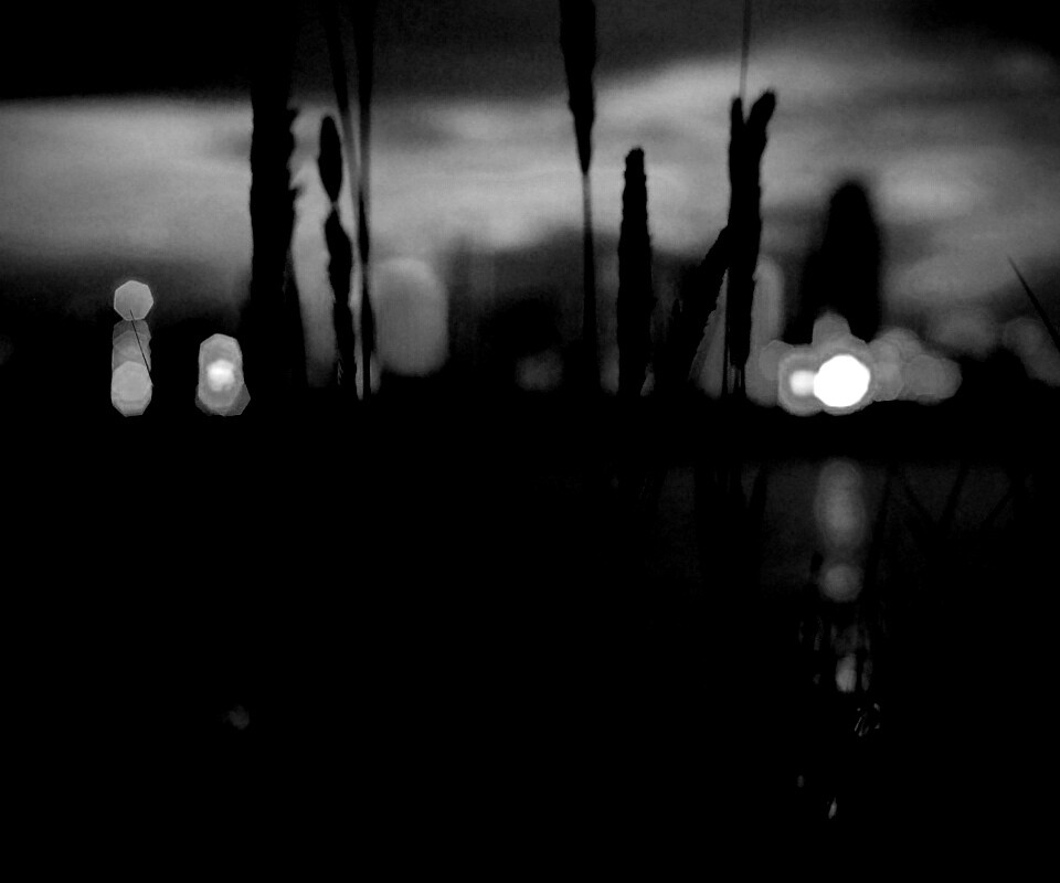 Камыш на фоне вечерних огней обои