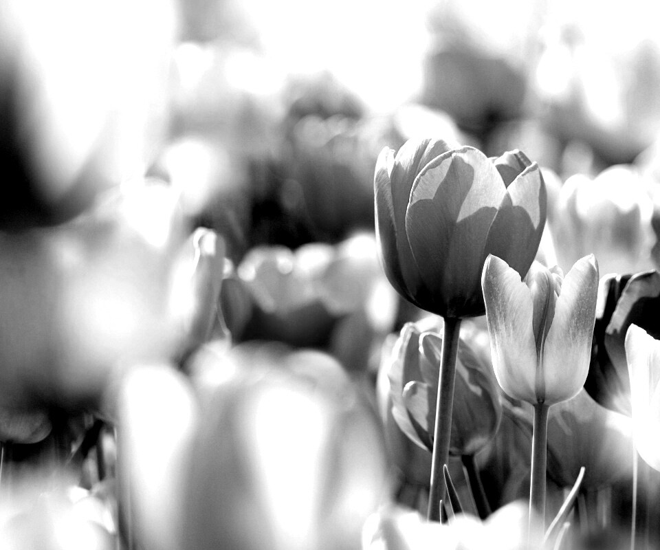 Красивые тюльпаны обои