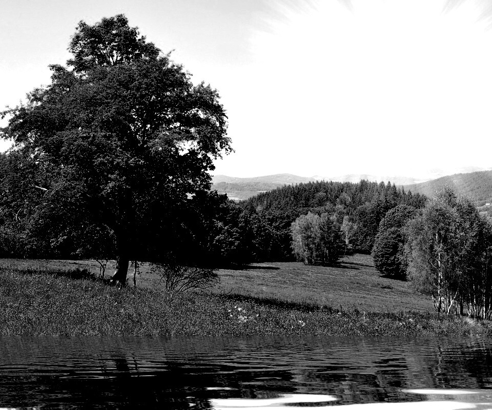 Дерево у воды обои