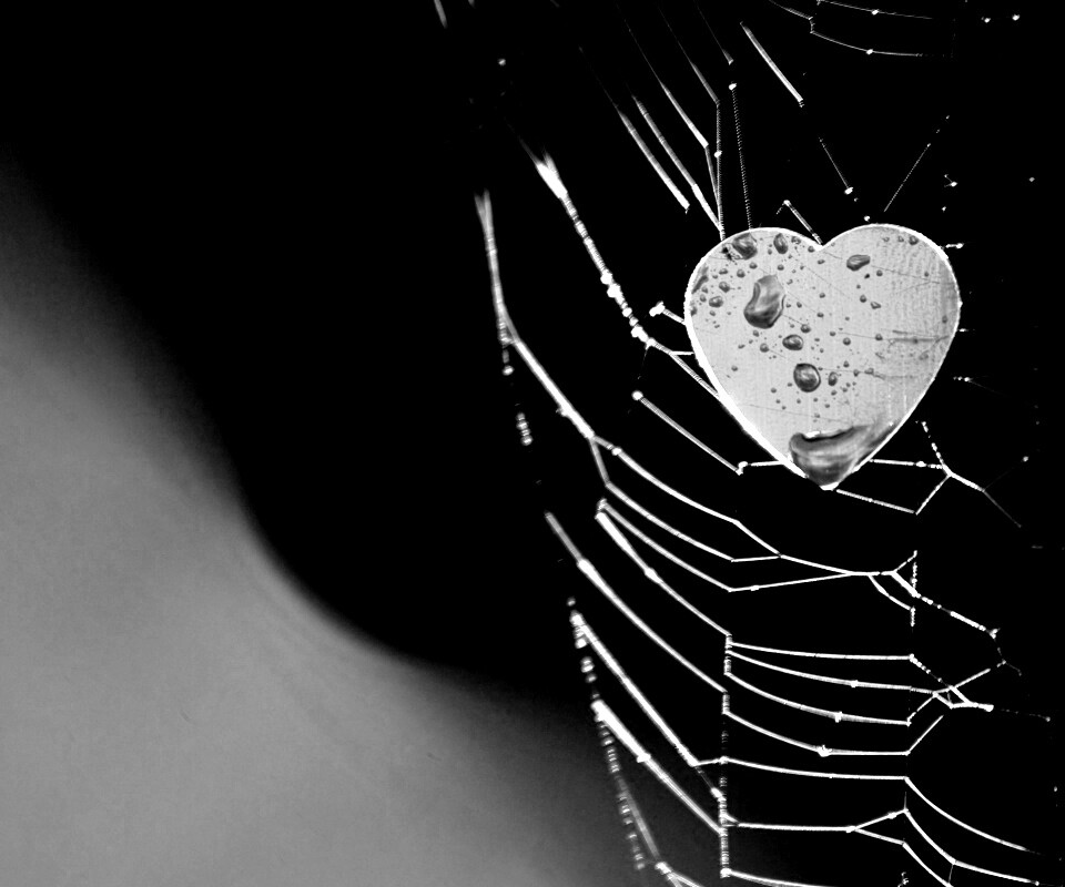 Сердце в паутине обои