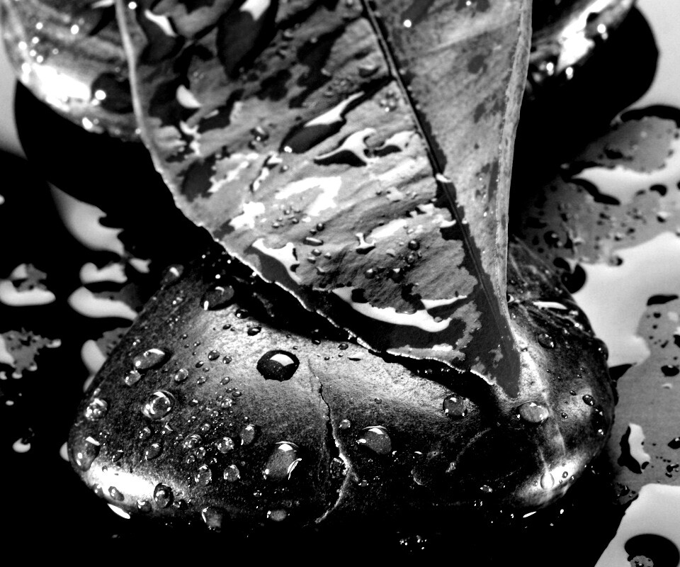 Зеленый лист на черных камнях обои