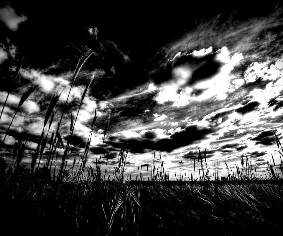 HDR Поле обои