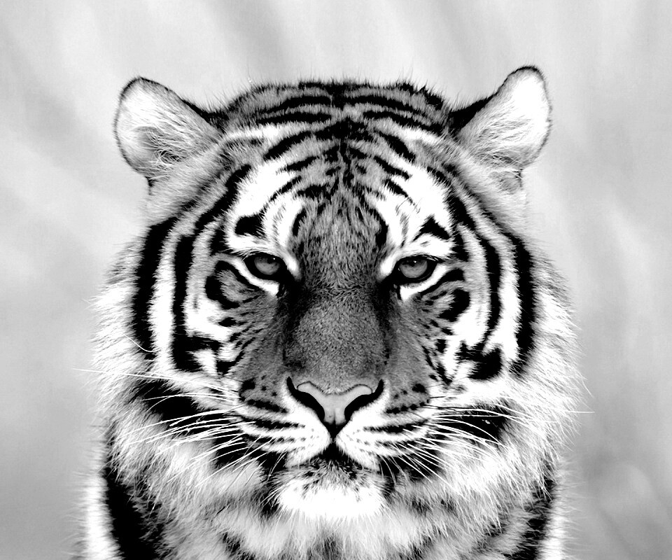 Красавец тигр обои