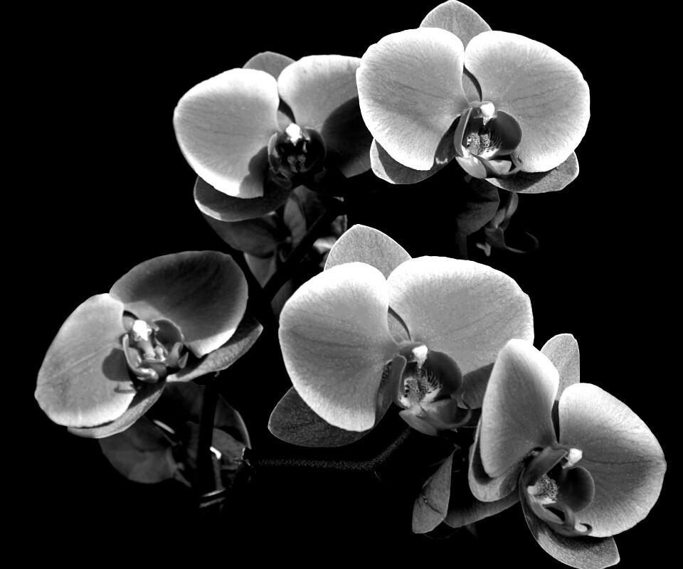 Орхидея обои