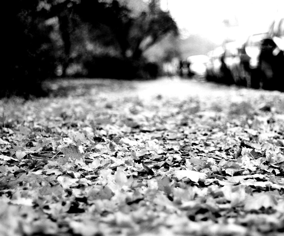 Осенние листья обои