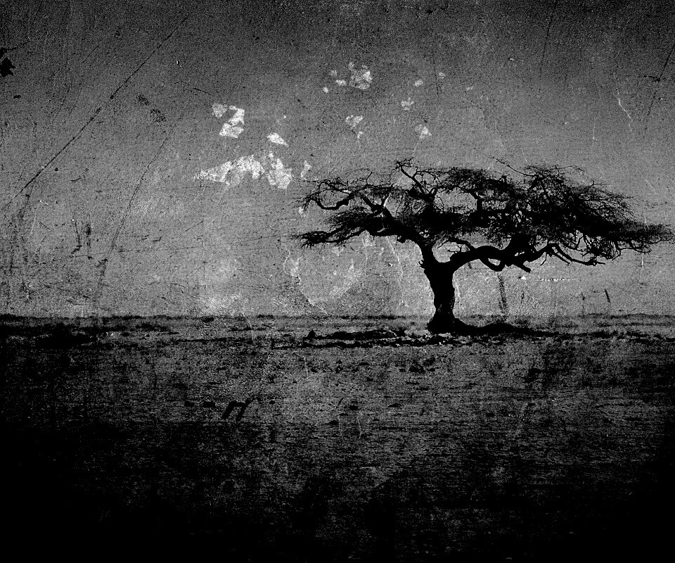 Гранжевое дерево в саванне обои