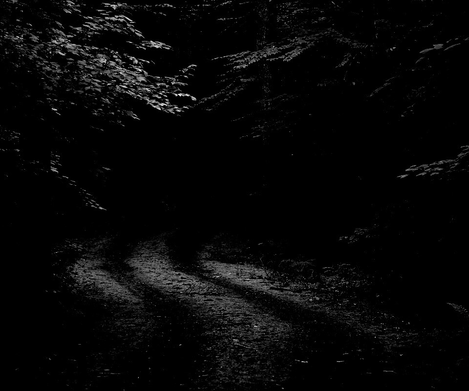 Лесная дорога обои