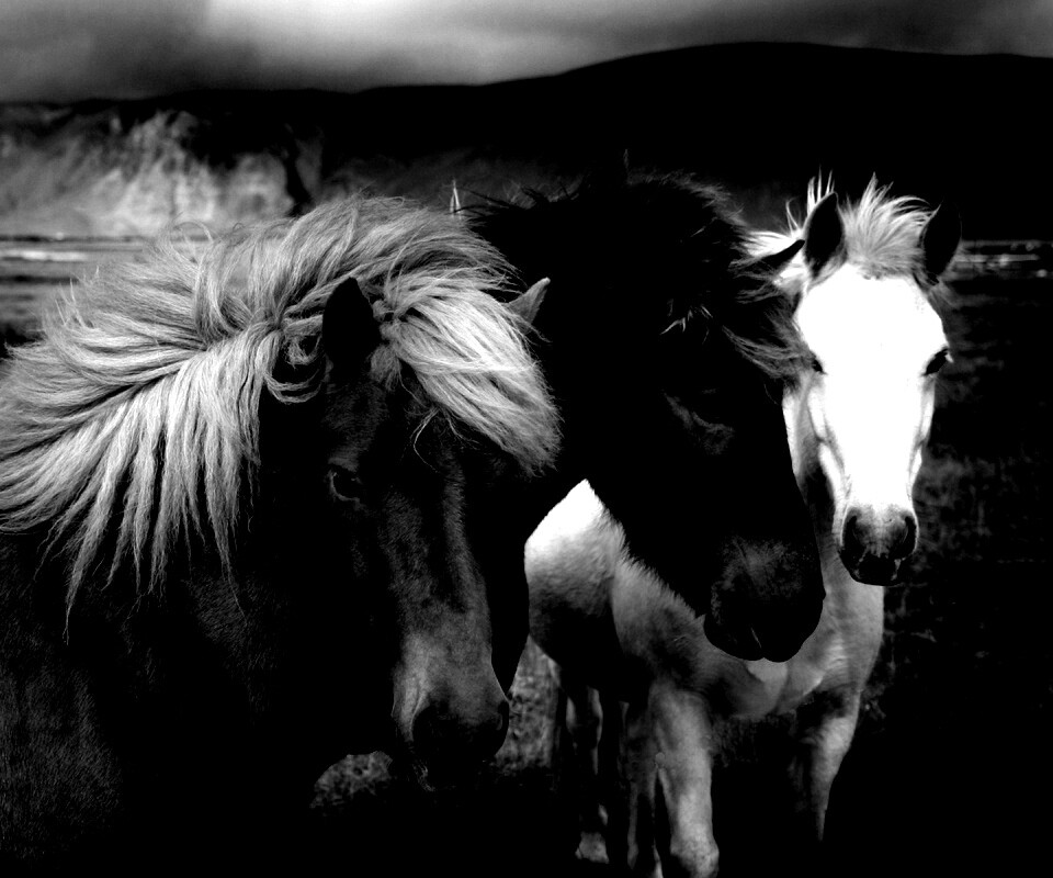 Мустанги обои