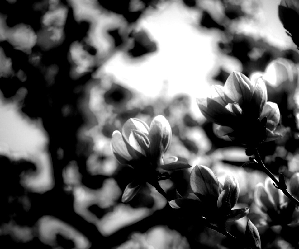 Желтые цветы распустились обои