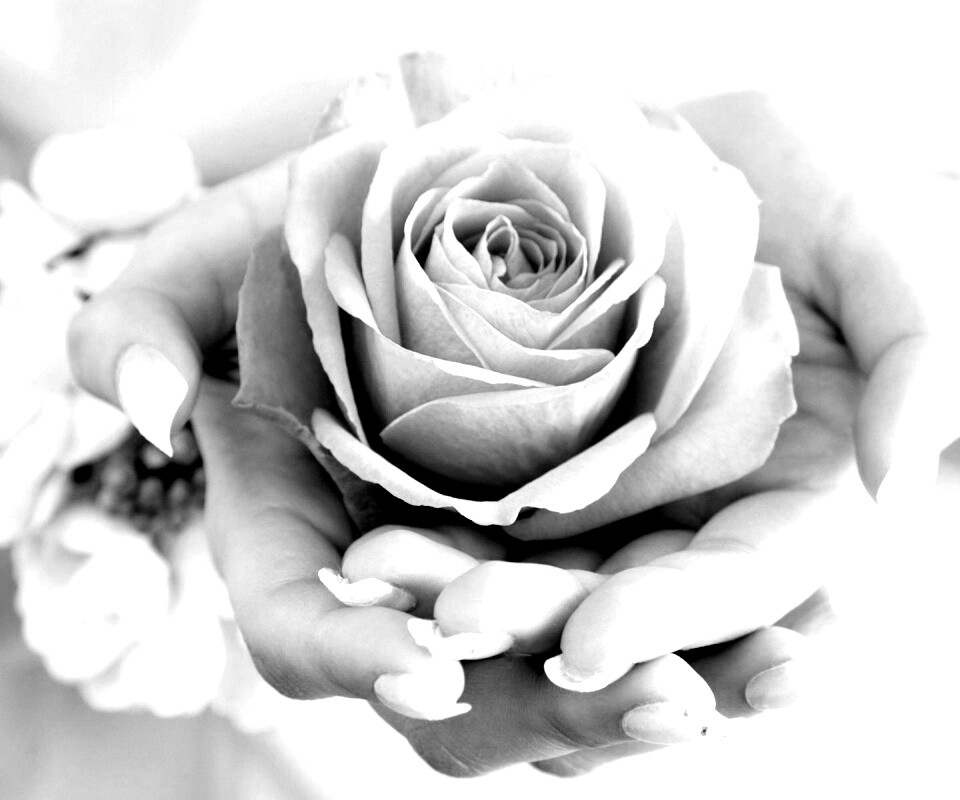 Роза в женских руках обои