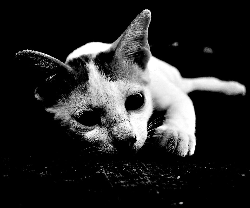 Белый кот на черном полу обои