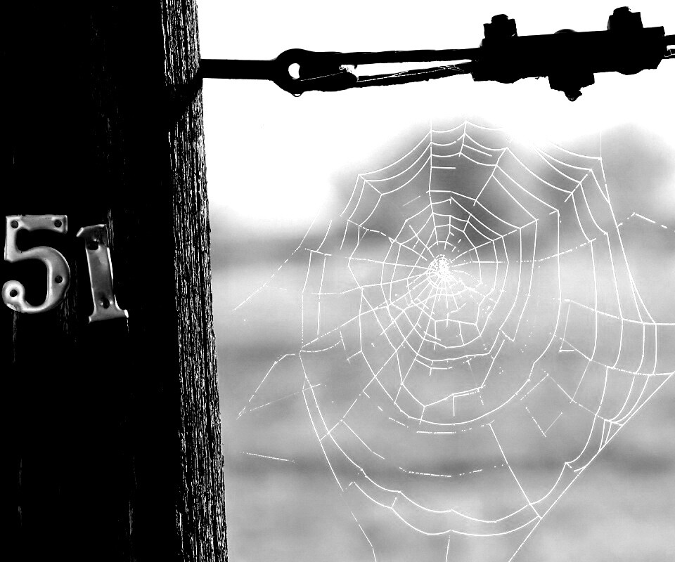 Паутина 51 обои