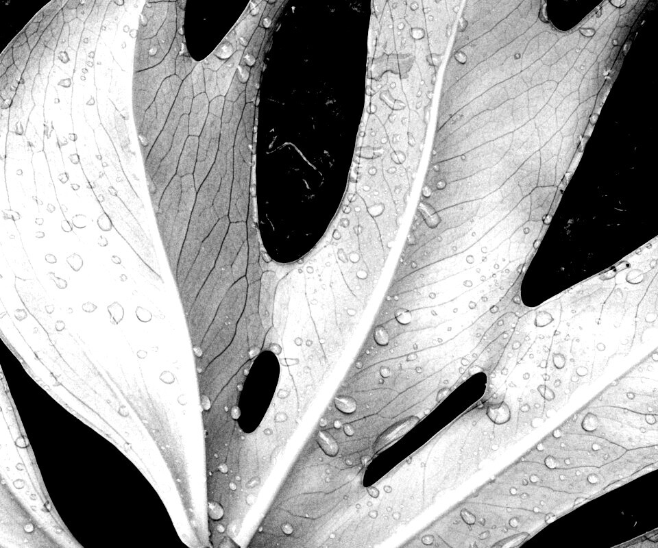 Белый лист обои