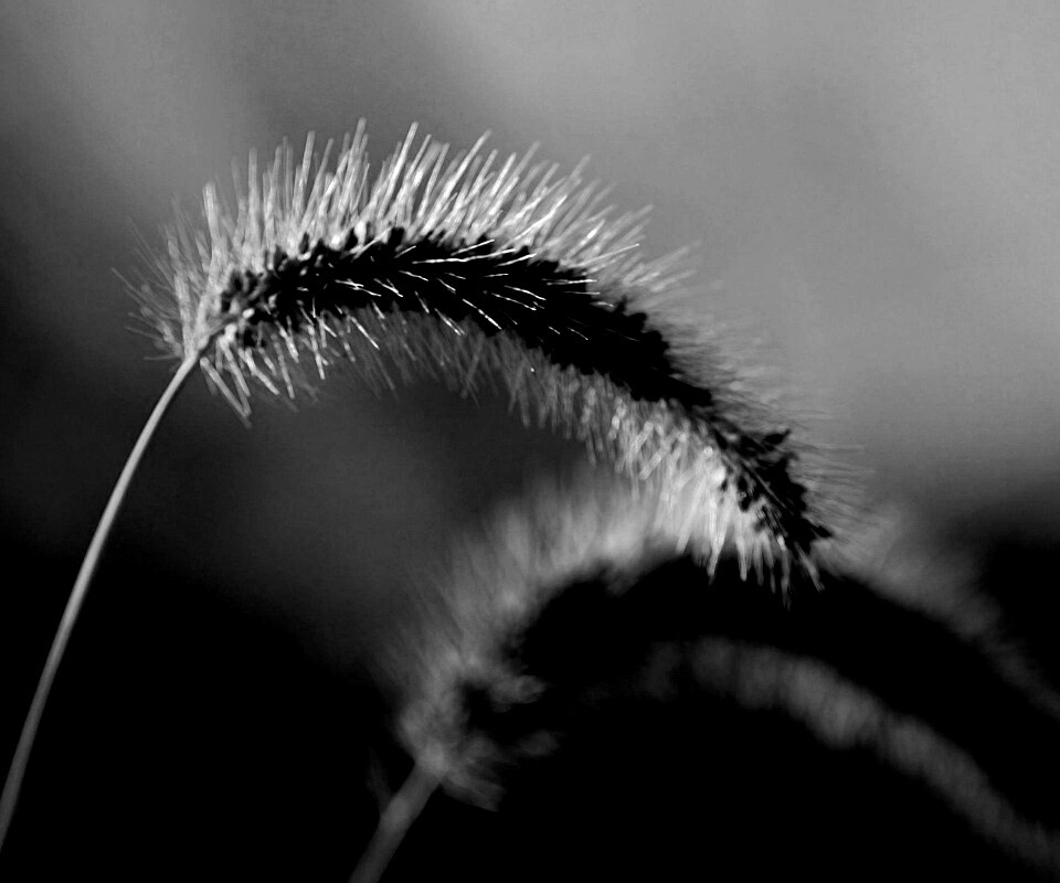 Травинка обои