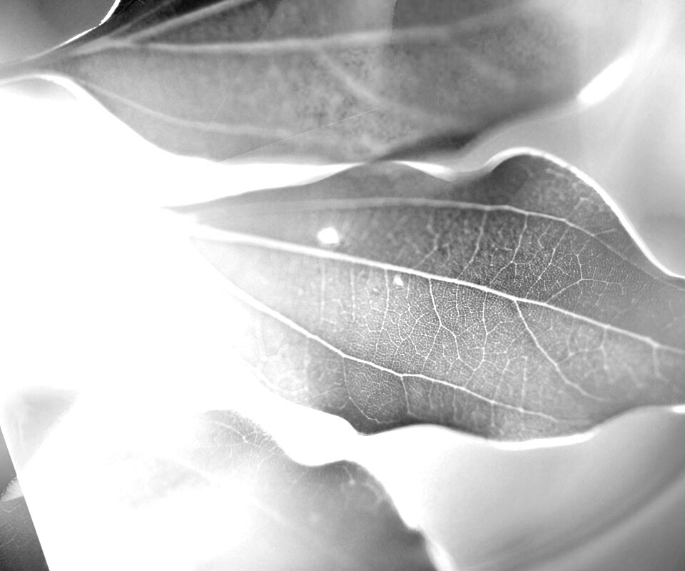 Радужные листья обои