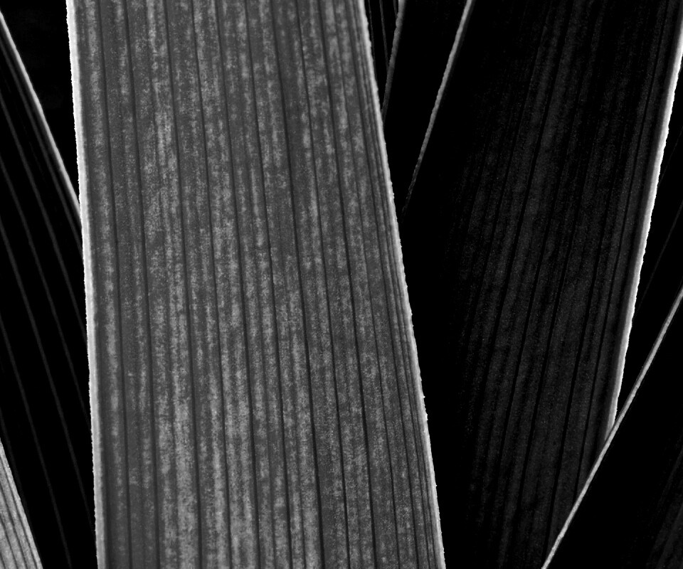 Стебли обои